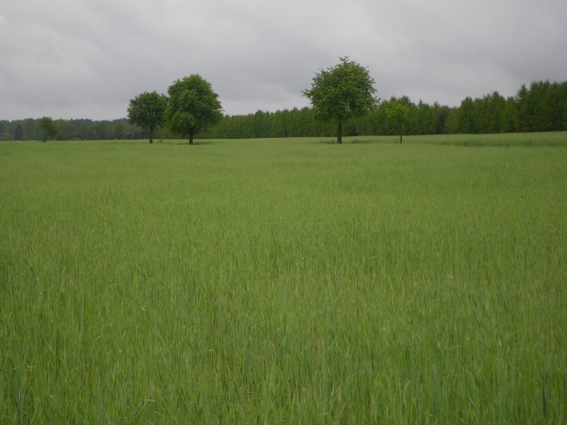 IMGP3334_resize.JPG