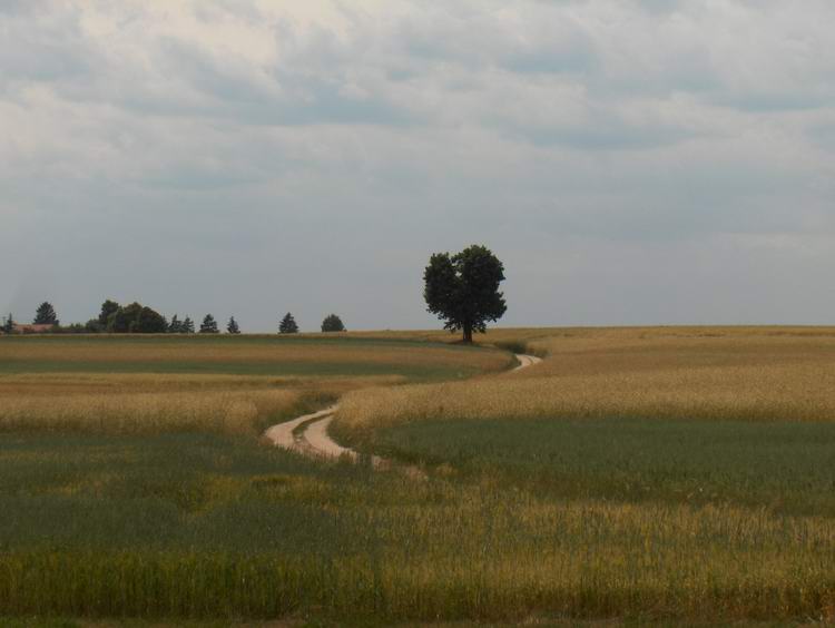 to co tygrysy lubią najbardziej...