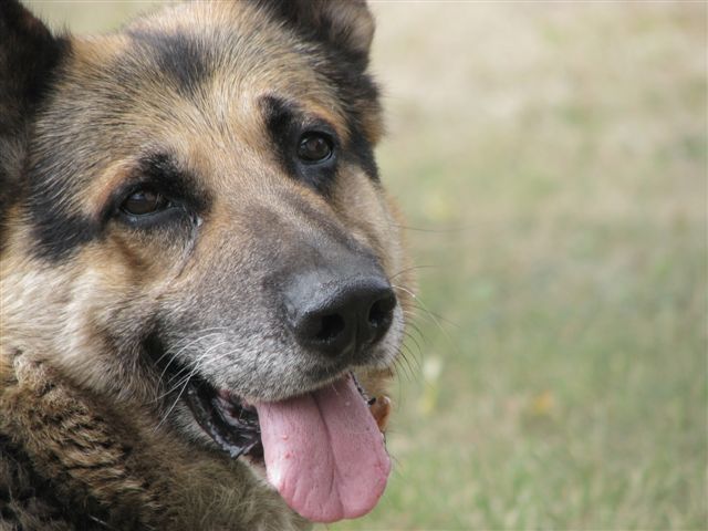 wilku na otwock....jpg