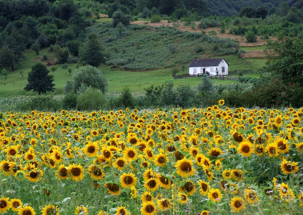 ...beautiful landscape. I tyle.<br />...zupełnie mi nie pasuje do &amp;quot;migracji&amp;quot;, chyba,że mojej własnej, <br />ale nie na rowerze. Ale patrzeć mogę na te słoneczniki i domek bez <br />przerwy, zwłaszcza na żywo...:)<br />maly bialy domek tylko na cholere to pole słone