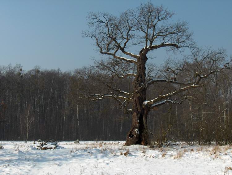 Kiedyś stały tam 3 dęby, leśniczówka, tartak i jeździła kolejka wąskotorowa...