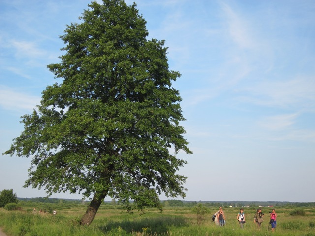 drzewo pozytywmotyw