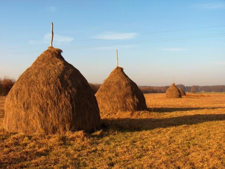 Wiosną i jesienią ta podmokła łąka wysysa z człowieka wszystkie siły...