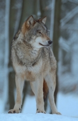 Tego wilka nie widziałem koło Celestynowa. Copyright by Wojciech Sobociński